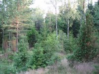 juni2007 2 324